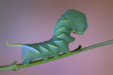 Sphinx Poster och Canvastavla