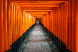 The Red Pathway of Fushimi Inari Gate Poster och Canvastavla