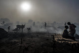 In a mundari cattle camp at dusk - South Sudan Poster och Canvastavla