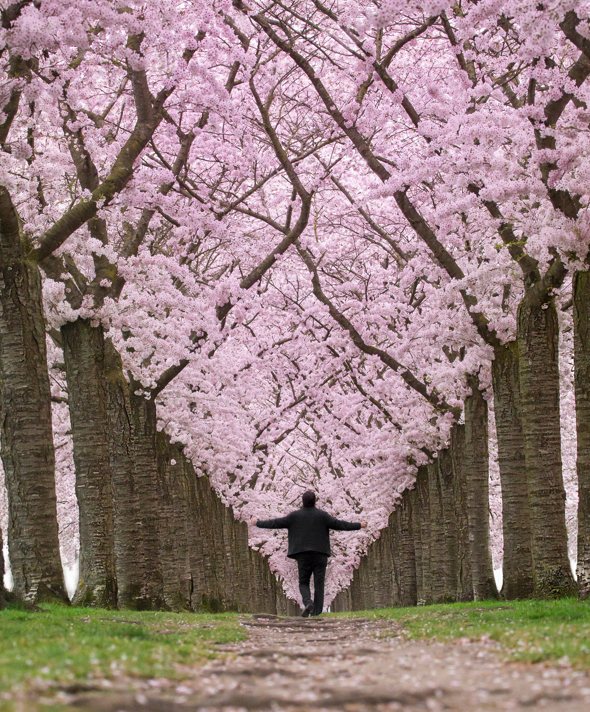 Feeling spring Poster och Canvastavla