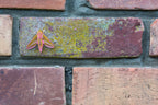 Urban Moth Poster och Canvastavla
