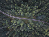 Small road through the forest Poster och Canvastavla