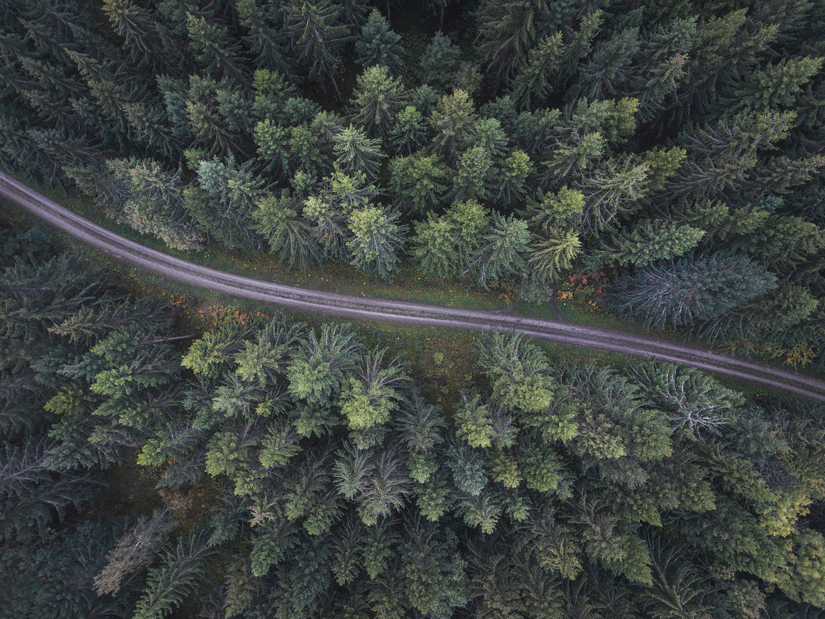 Small road through the forest Poster och Canvastavla