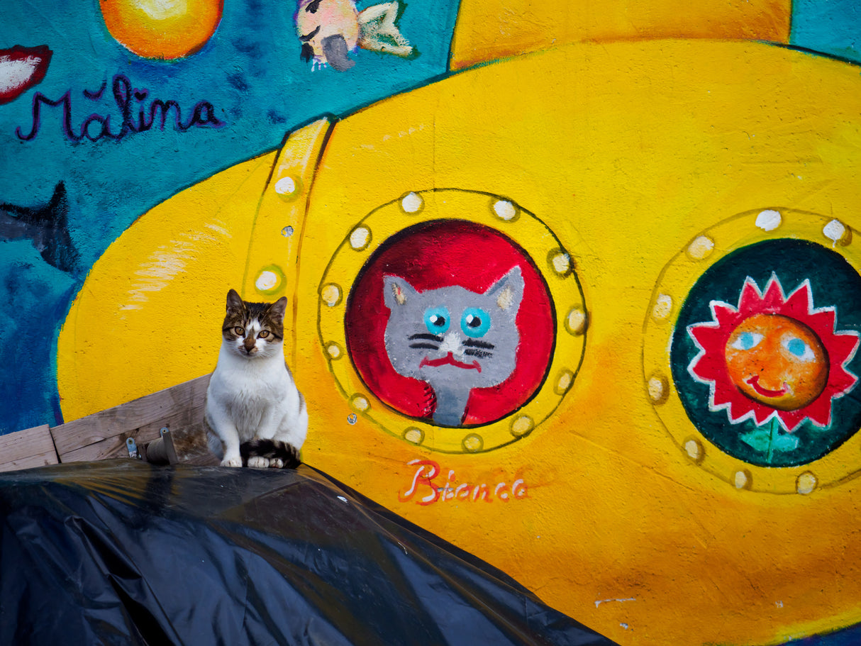 buddies Poster och Canvastavla