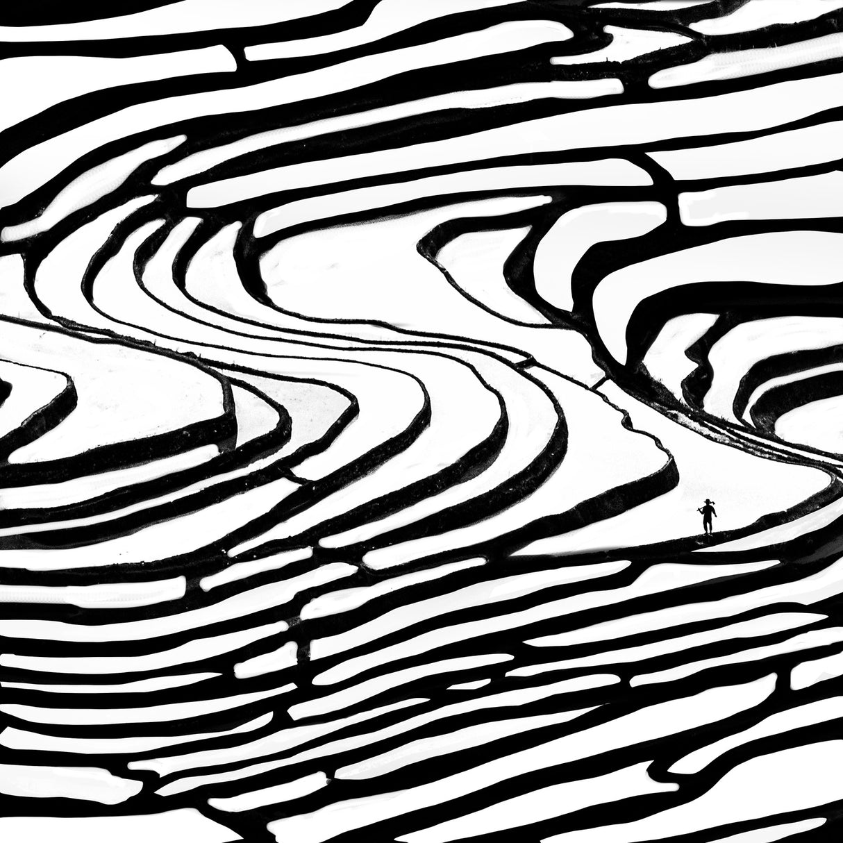 rice fields in Yuanyang Poster och Canvastavla