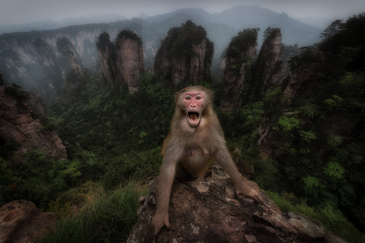 Macaco rhesus Poster och Canvastavla