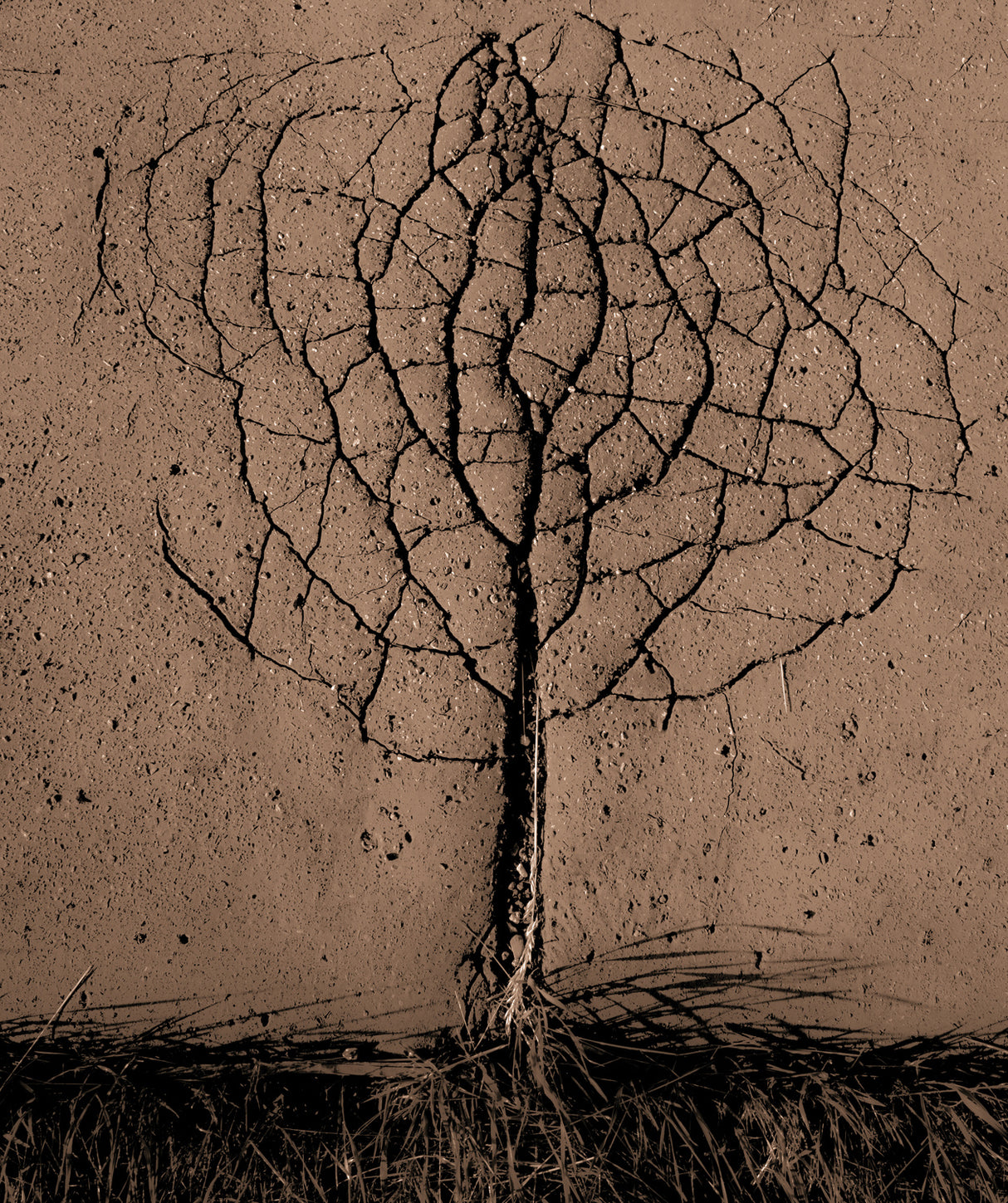 Asphalt tree Poster och Canvastavla
