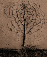 Asphalt tree Poster och Canvastavla