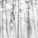 Poetic forest Poster och Canvastavla