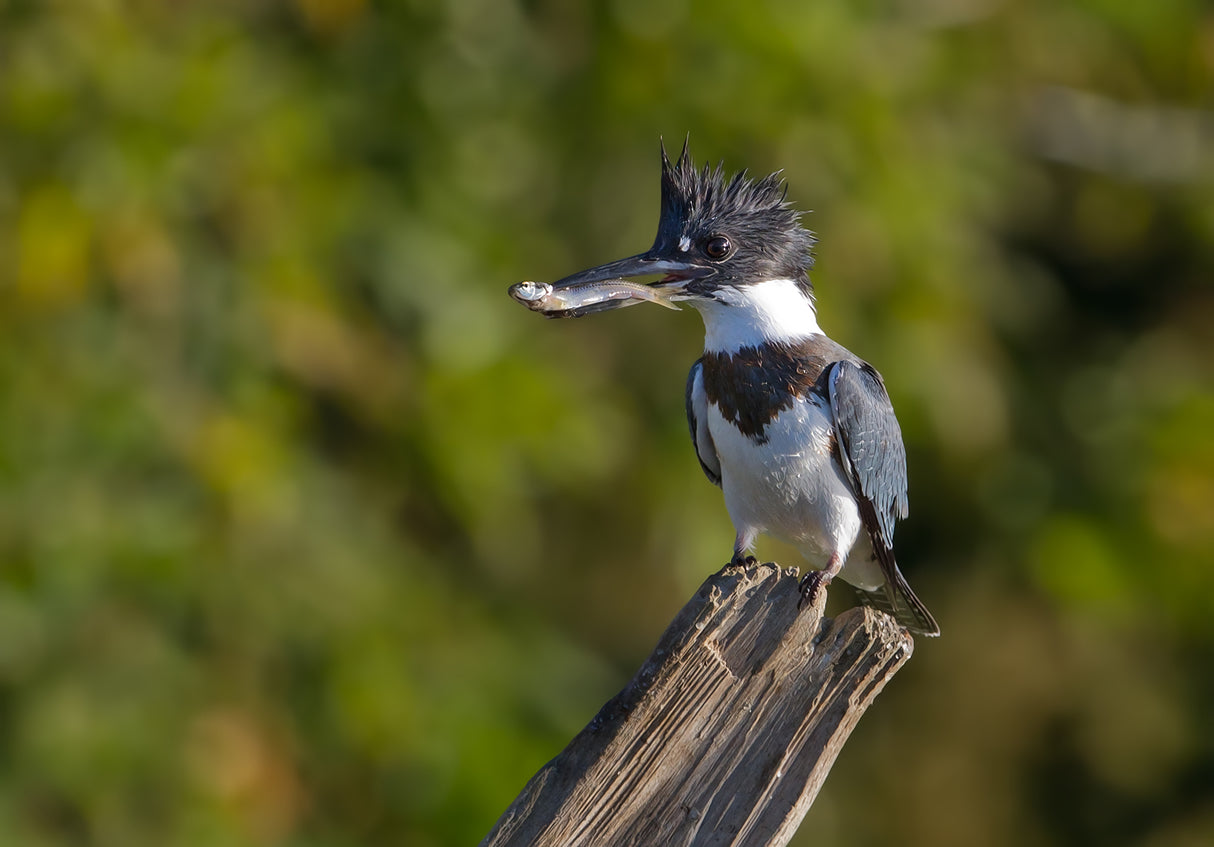 Belted kingfisher with fish Poster och Canvastavla
