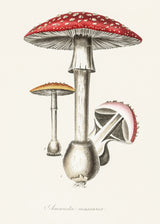 Amanita Muscaria Illustration. Medical Botany 1836 Poster och Canvastavla