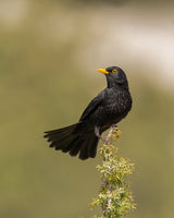 Common Blackbird Poster och Canvastavla