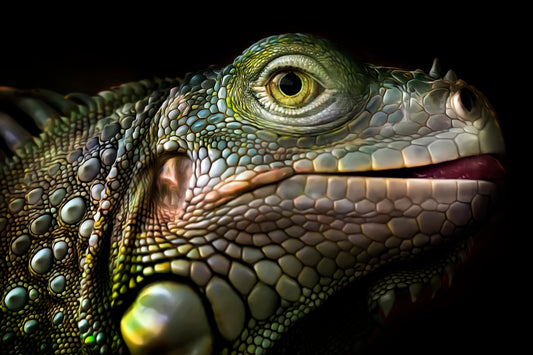 Glowing Iguana Poster och Canvastavla