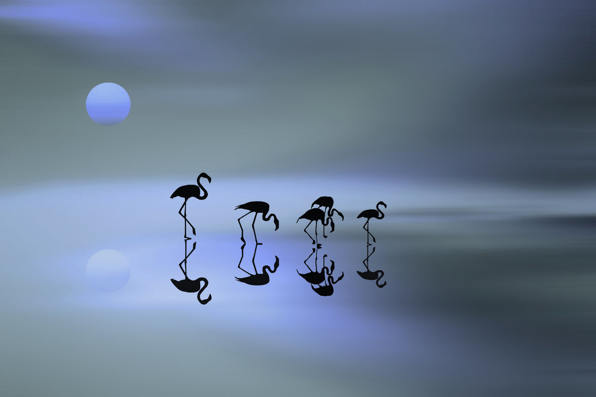 group of flamingos Poster och Canvastavla