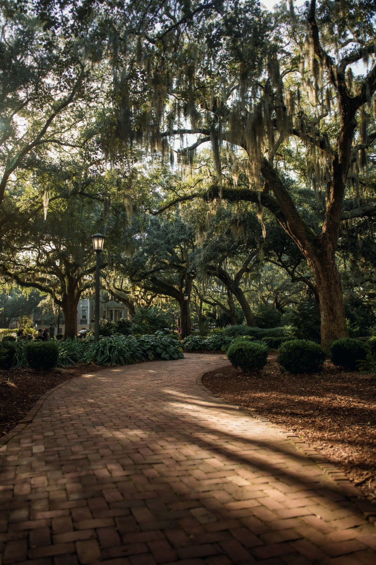 Oaks in Savannah Poster och Canvastavla