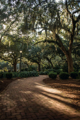 Oaks in Savannah Poster och Canvastavla