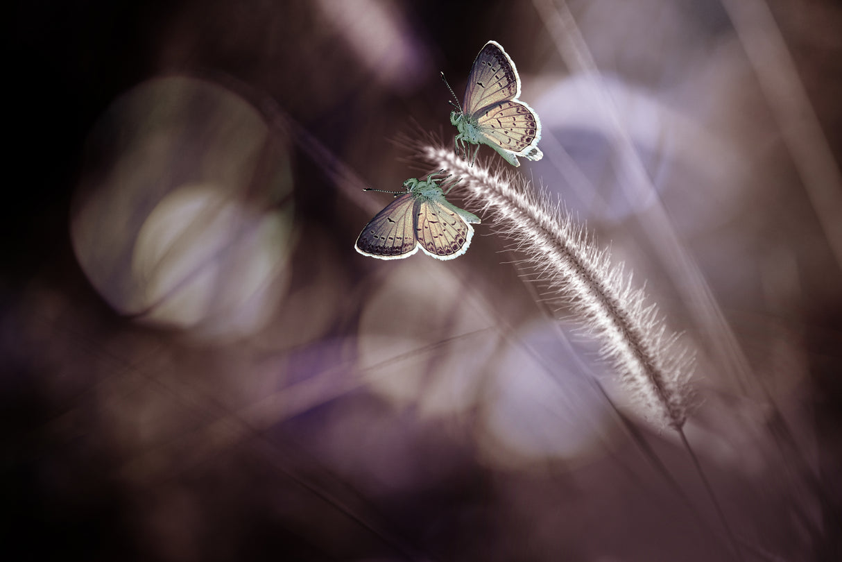 A Pair of Butterflies Poster och Canvastavla