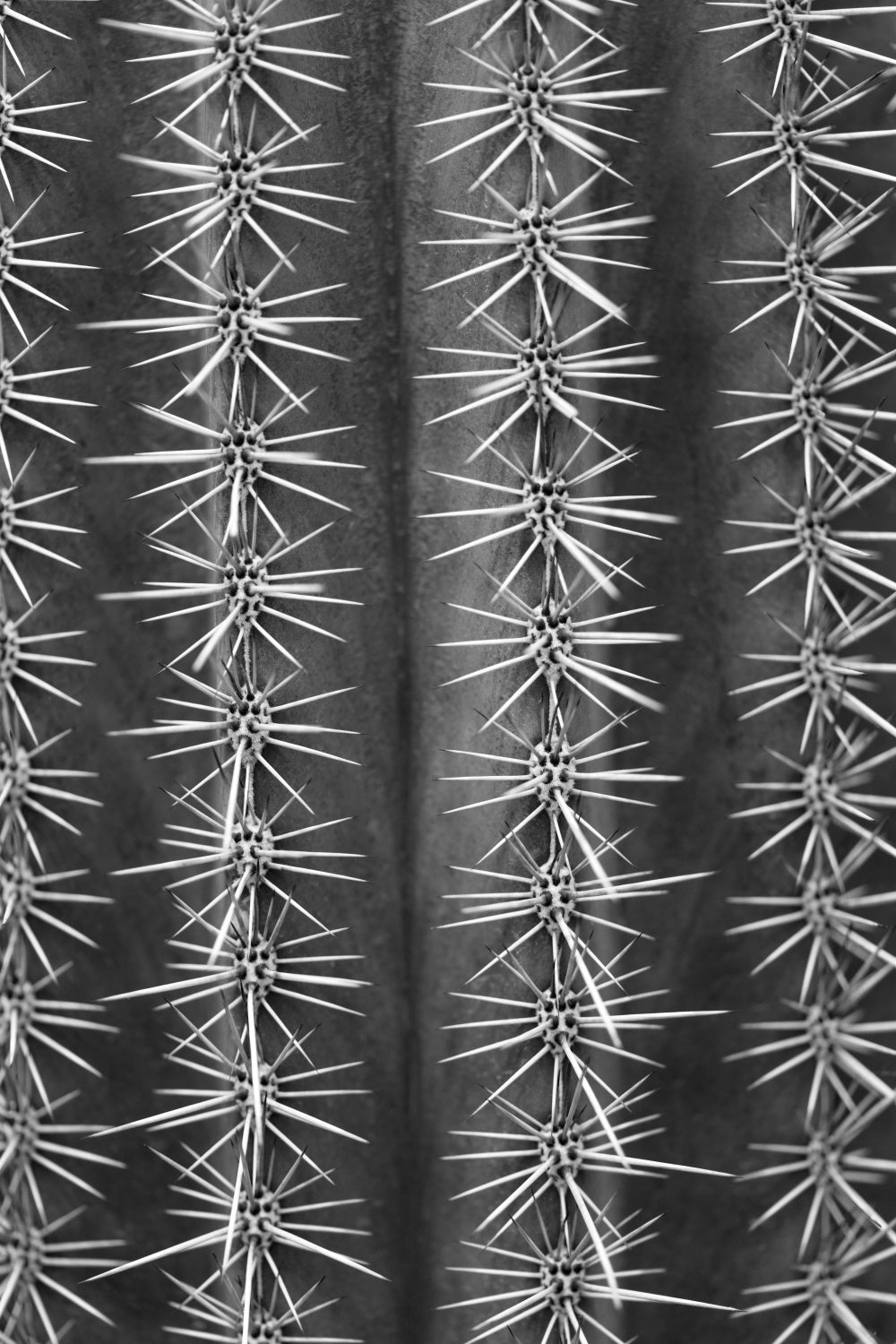 Cactus black and white Poster och Canvastavla