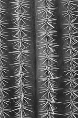 Cactus black and white Poster och Canvastavla