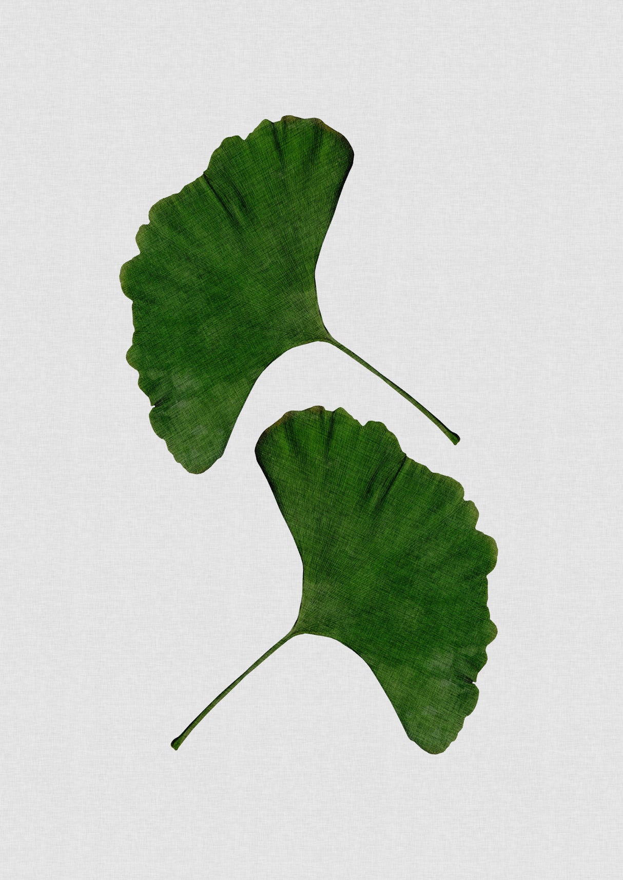 Ginkgo Leaf II Poster och Canvastavla