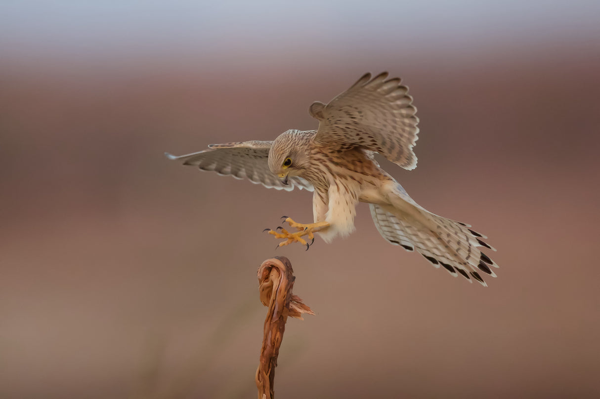 Common kestrel Poster och Canvastavla