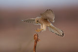 Common kestrel Poster och Canvastavla
