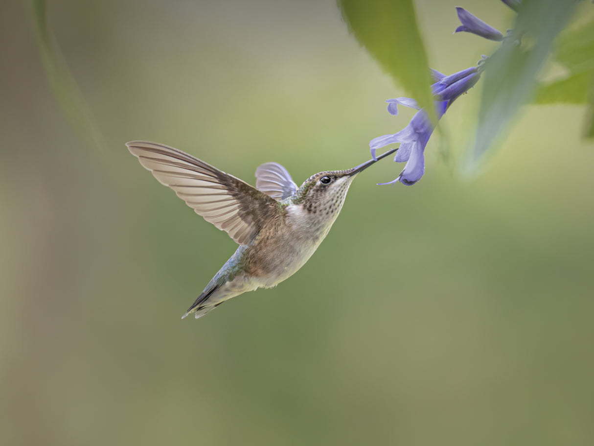 hummingbird Poster och Canvastavla