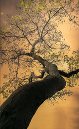 Look up Poster och Canvastavla