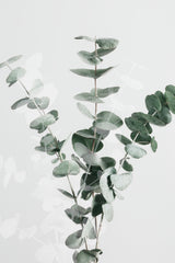 Eucalyptus Creative 01 Poster och Canvastavla