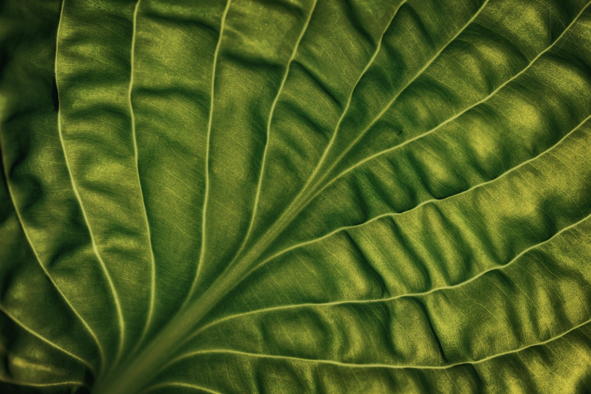 Leaf of a hosta Poster och Canvastavla