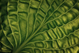 Leaf of a hosta Poster och Canvastavla