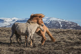 Horse Around Poster och Canvastavla