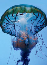 The parts of a Jelly Poster och Canvastavla
