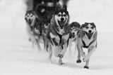 Sleddog fun Poster och Canvastavla