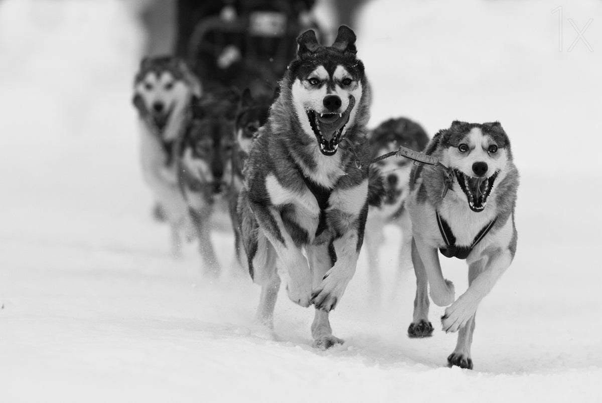 Sleddog fun Poster och Canvastavla