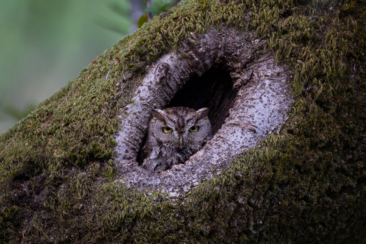 Western screech owl Poster och Canvastavla