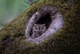 Western screech owl Poster och Canvastavla