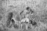 lions Poster och Canvastavla