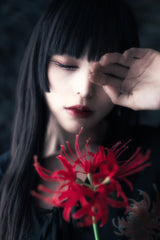 Cluster amaryllis Poster och Canvastavla