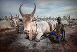 Young Boy of Mundari, South Sudan Poster och Canvastavla