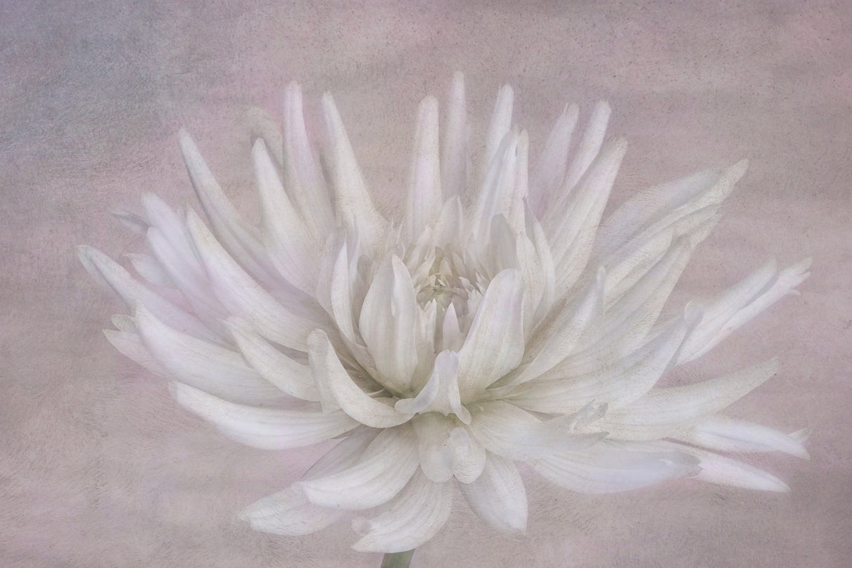 White Poster och Canvastavla