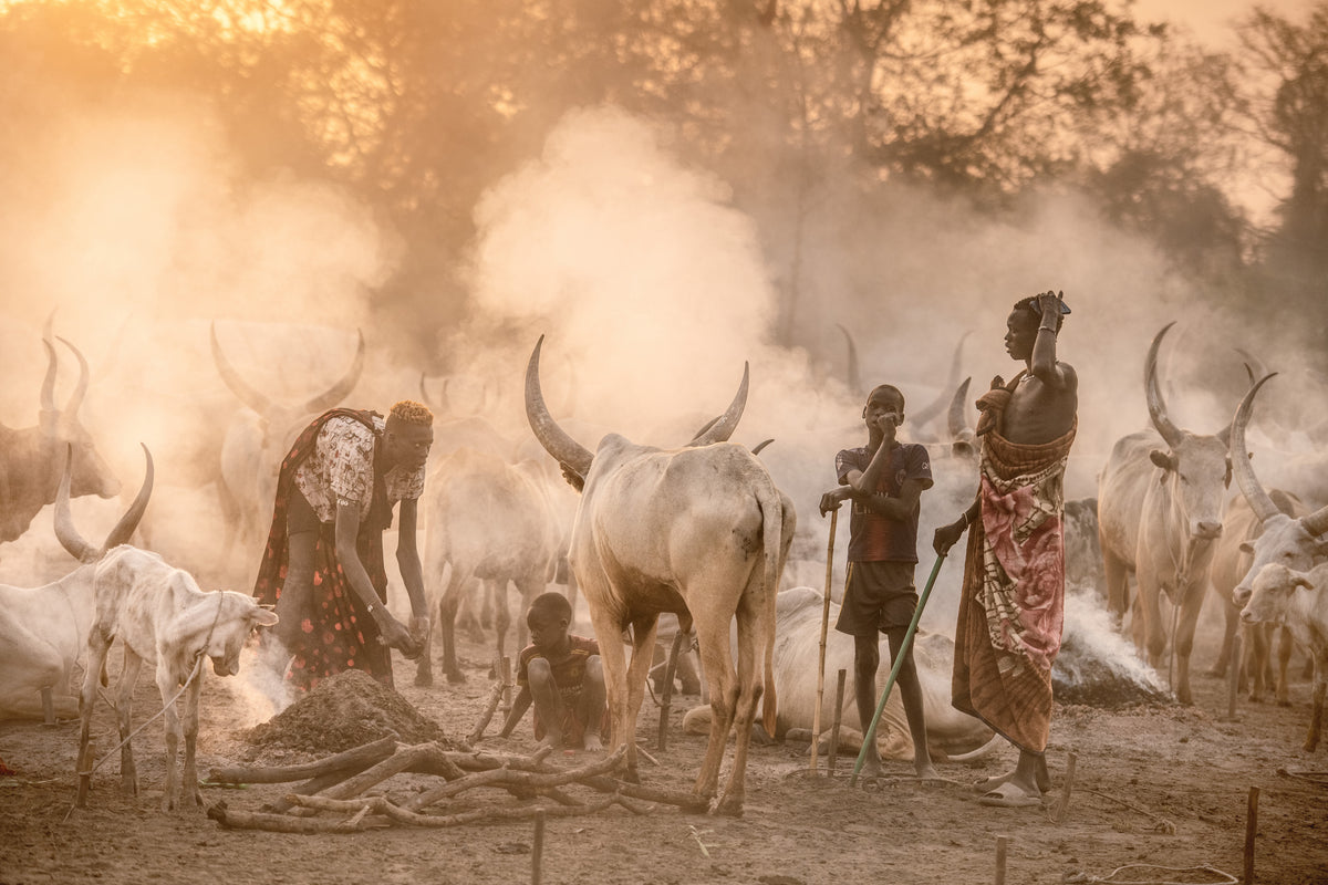 Life in a cattle camp Poster och Canvastavla