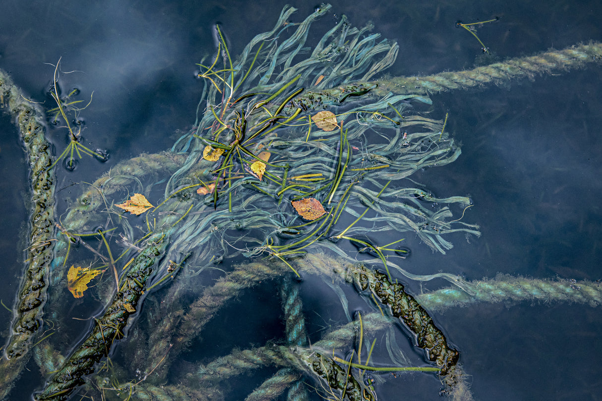the water's edge Poster och Canvastavla