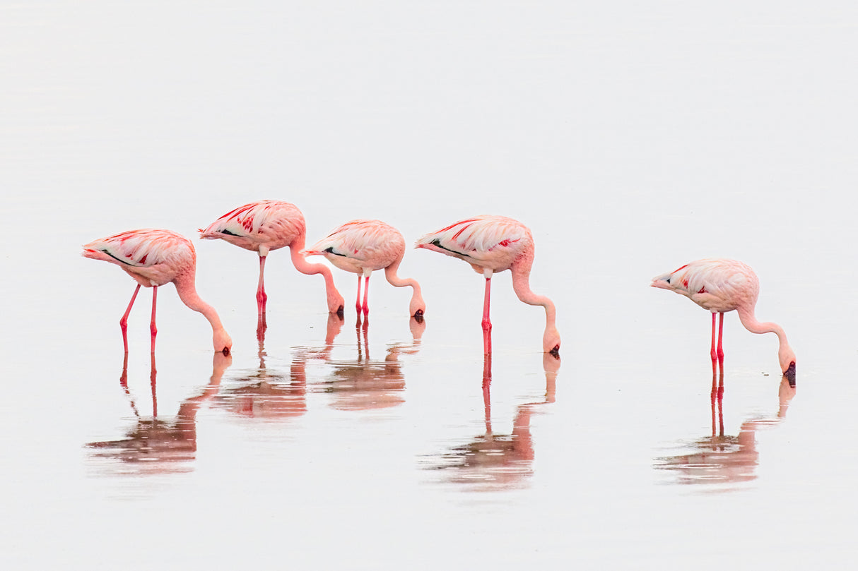 Flamingos in the mist Poster och Canvastavla