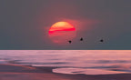 Evening by the sea Poster och Canvastavla