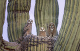 Great Horned Owl Poster och Canvastavla