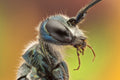 cockroach wasp Poster och Canvastavla