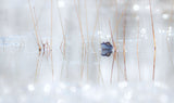 LOVE IS IN THE AIR Poster och Canvastavla