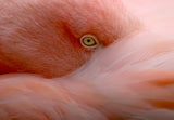 Eye Contact Poster och Canvastavla