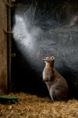 What is up there.....? Poster och Canvastavla